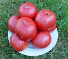 Red Brandywine (Fleischtomate)