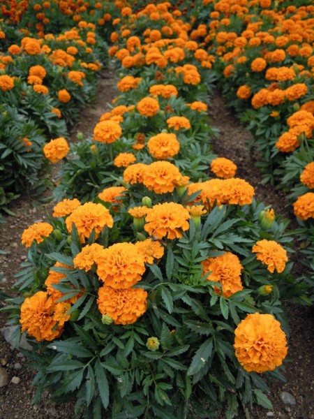 Speisetagetes &quot;Tangerine Gem&quot; (Tagetes tenuifolia)