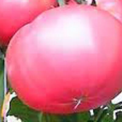 Tomate Livingstons Main Crop Pink