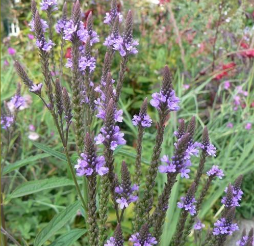 Eisenkraut, blaues (Verbena hastata)