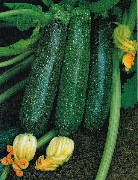 Grüne von Milano, Zucchini