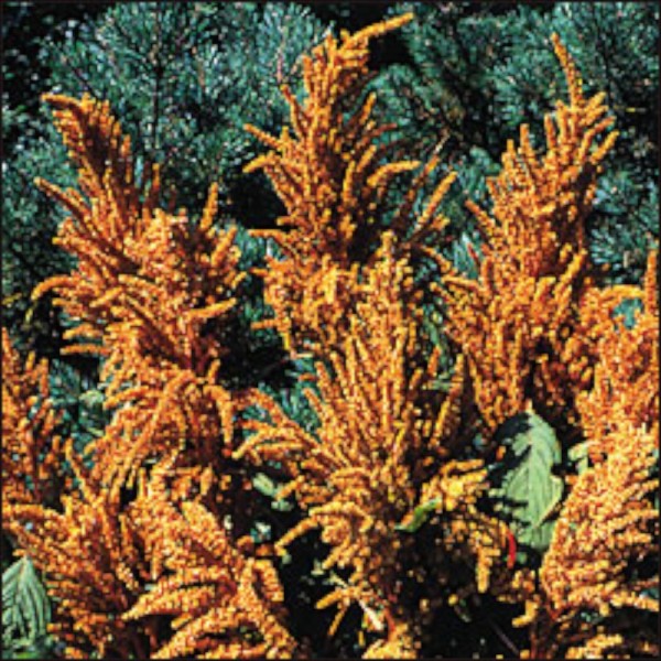 Hot Bisquit, Amaranth
