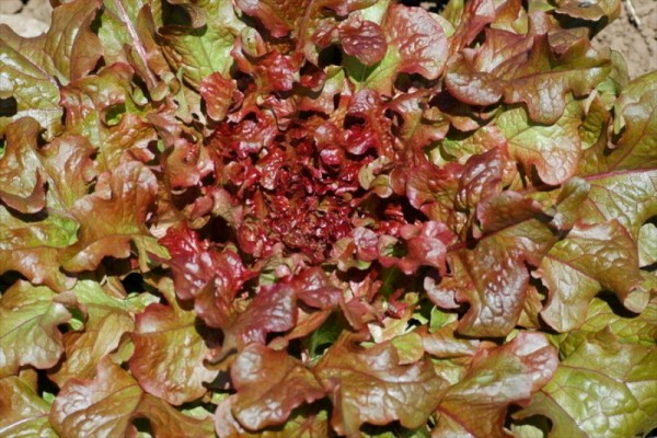 Algiersalat