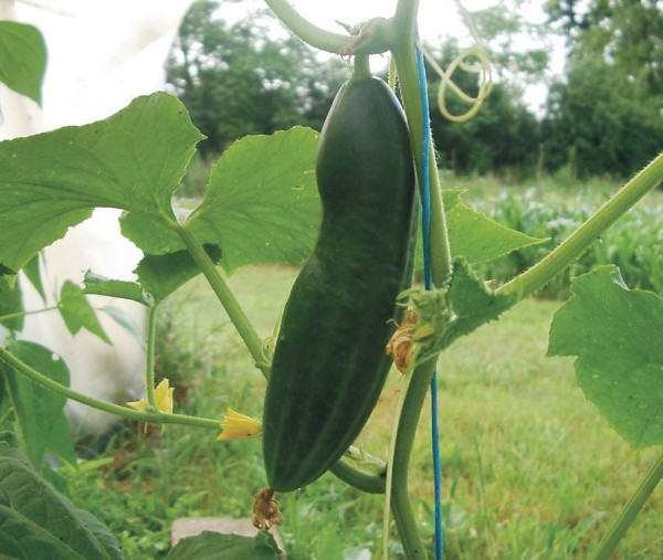Buschgurke (Bushy)