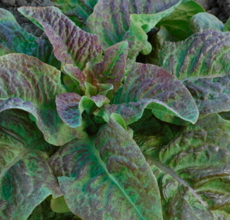 Spargelsalat "Cracoviensis"