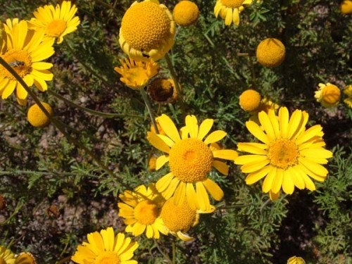 Färberkamille (Anthemis tinctoria)