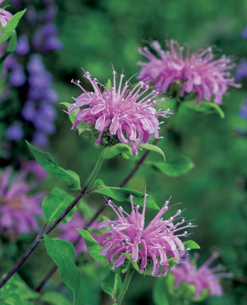 Bergamotte, wilde (Monarda fistulosa)