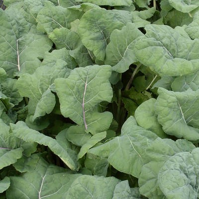 Grünkohl Madeley (Brassica oleracea)