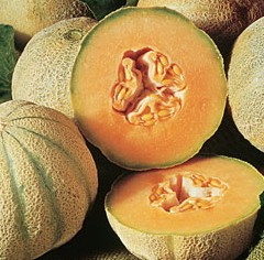 Honigmelone Cantaloup Charentais / Charentais Melone (Cucumis Melo)
