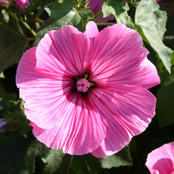 &#039;Lavatera trimestris&#039;, Malve