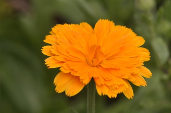 Ringelblume (Calendula officinalis)