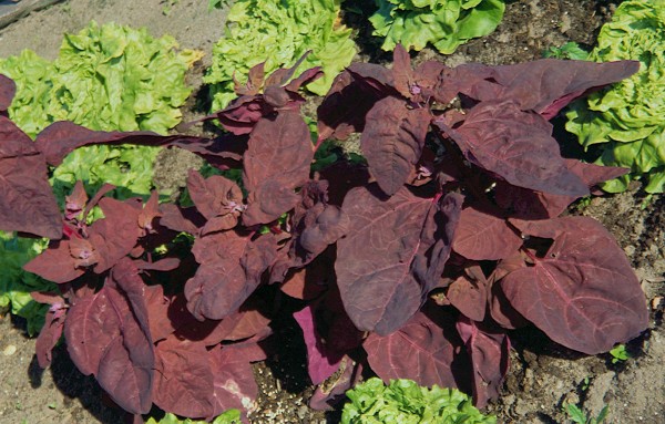 Gartenmelde in Farben, Zier- und Nutzpflanze