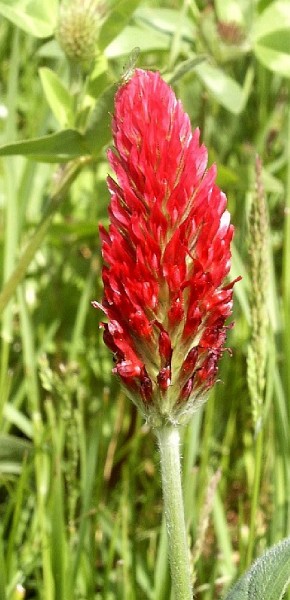 Inkarnatklee (Trifolium incarnatum)