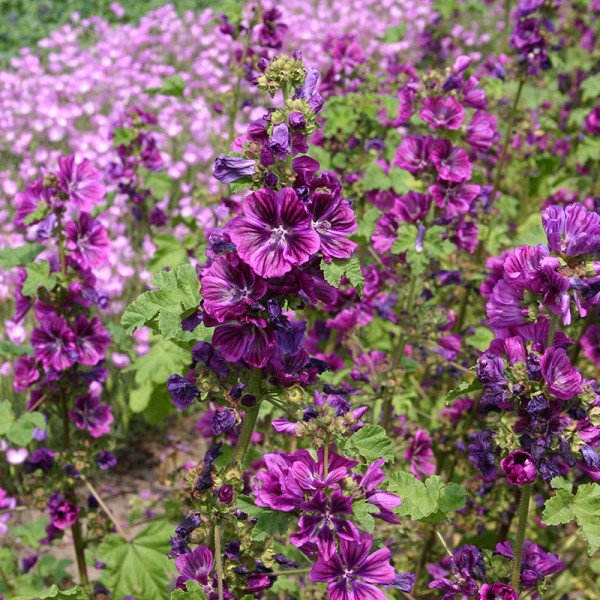 &#039;Malva sylvestris Mauritanica&#039;, Großblütige Mauretanische Malve