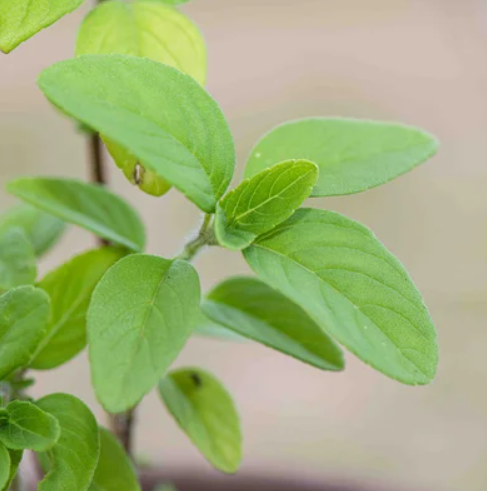 Tulsi Kapura (Heiliges Basilikum)