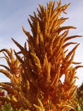 Amaranth Golden-Angebot