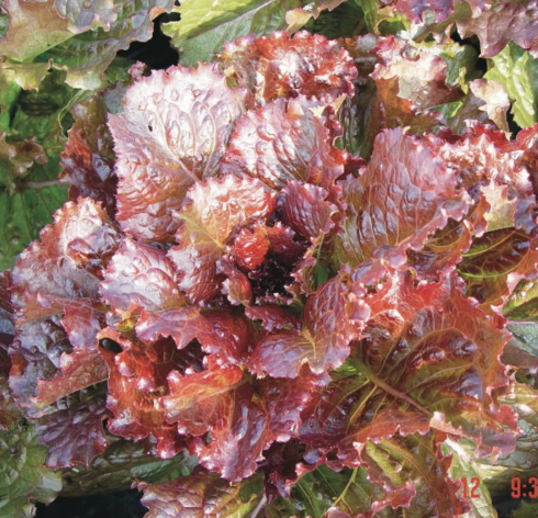 Römersalat "Integrata Red"