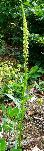 Färberwau (Reseda luteola)