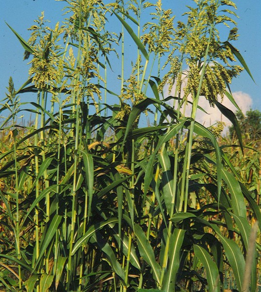Popp-Hirse-reduziert