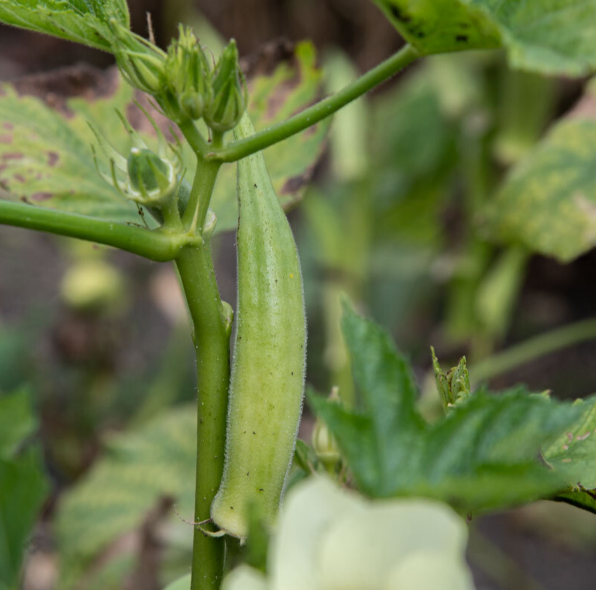 Okra Silver Queen
