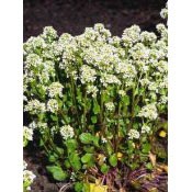 Löffelkraut (Cochlearia officinalis)-Reduziert