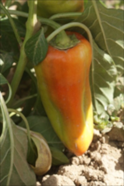 Aconcagua, Gemüsepaprika