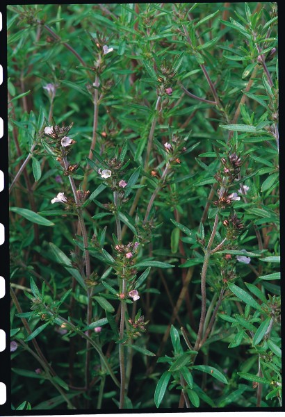 Bohnenkraut (Satureia hortensis)