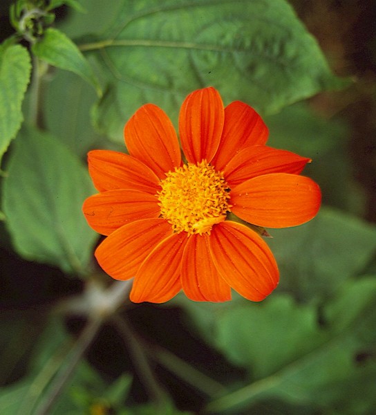 Tithonia Speciosa – Tithonie, Mexikanische Sonnenblume-