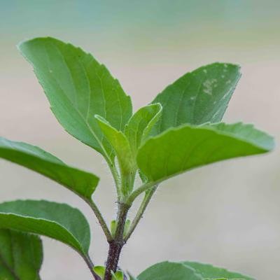 Tulsi Krishna (Ocimum tenuiflorum)