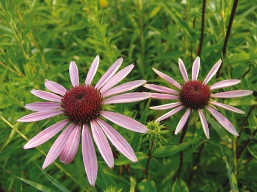 Echinacea purpurea