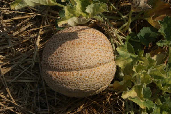 Honigmelone Extra Early Nutmeg (Cucumis Melo)