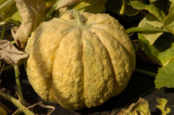 Frühe Prescott, Honigmelone