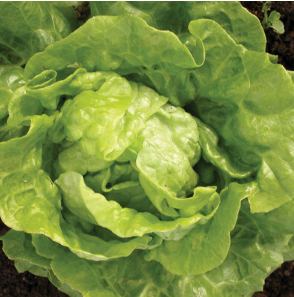 Tom Thumb, Kopfsalat