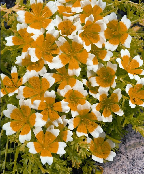 Eierpflanze, Limnanthes douglasii