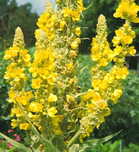 Größblütige Königskerze Verbascum densiflorum