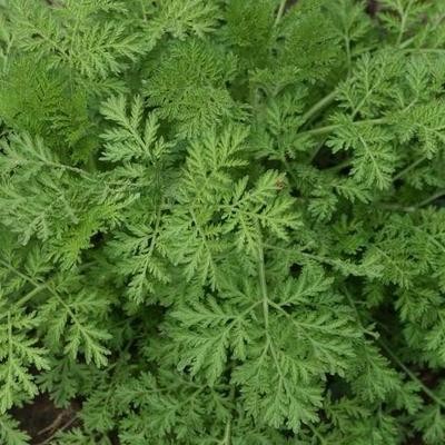 Artemisia annua (Beifuß)