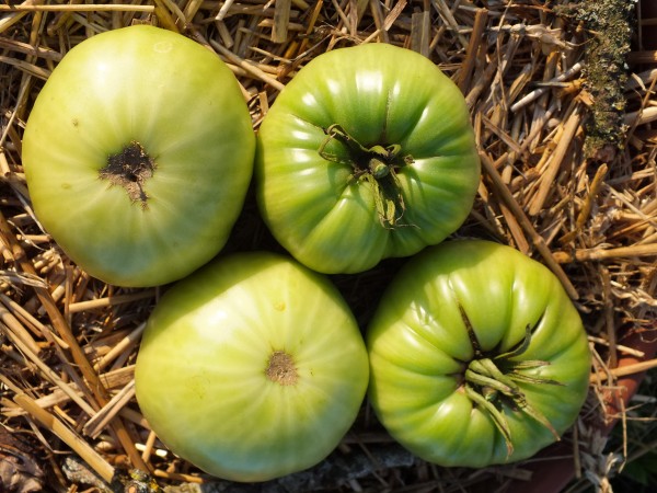 Kroatische Landsorte Fleischtomate