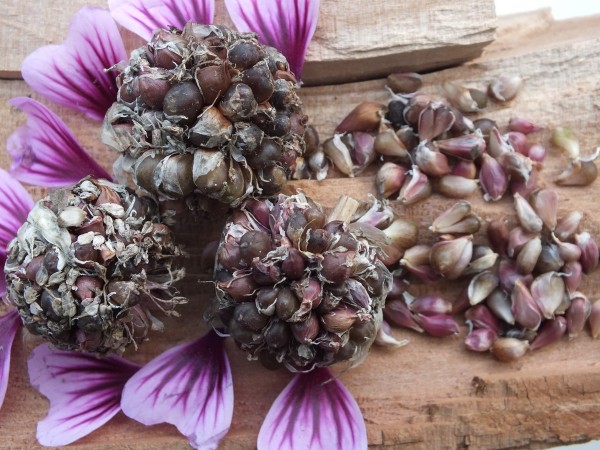 Knoblauch-Brutzwiebelchen Mix alter Sorten