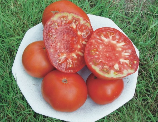 Brandywine, kartoffelblättrig (Fleischtomate)