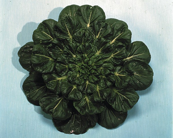 Rosetten Pak Choi / Tatsoi Spoon