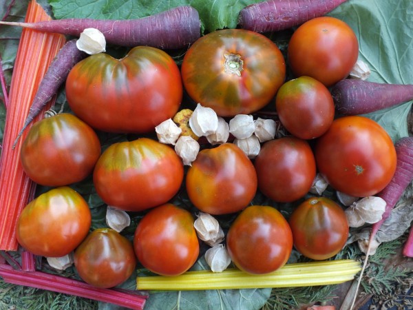 Gruscha Tschernaja&#039; (&#039;Schwarze Birne&#039;)