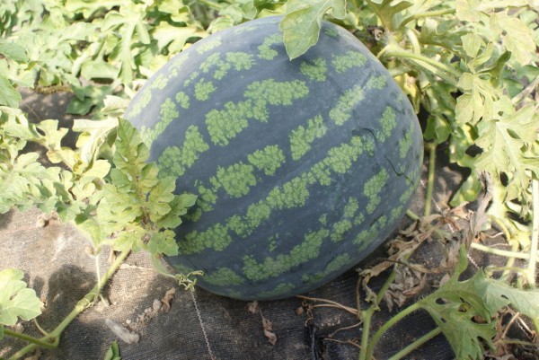 Astrakhanski, Wassermelone