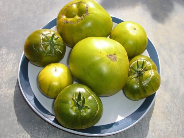 Green Pineapple (Fleischtomate)