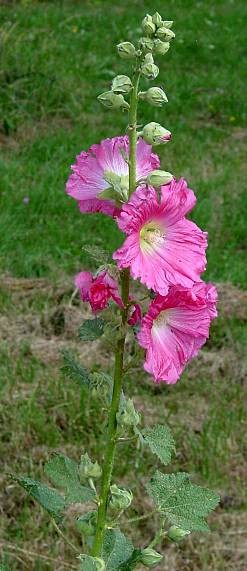 Stockrose (Athaea rosea)