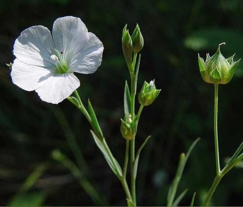 Lein, weißer 'Linum perenne Album Weißer Flachs