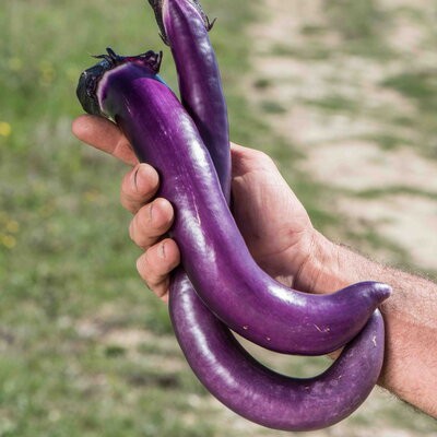 Aubergine Ma-Zu-Purple