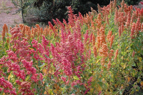 Quinoa Brightest Brilliant Rainbow