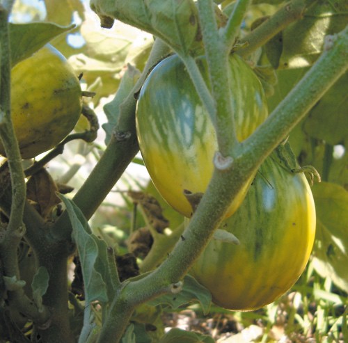 Orissa, Tiger-Aubergine