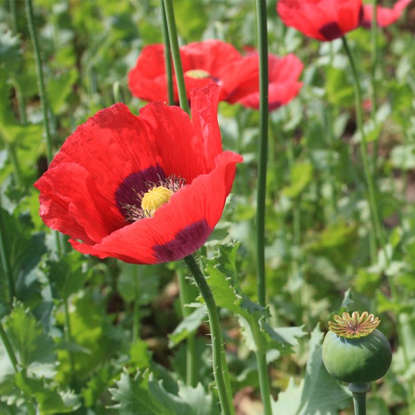 Speisemohn / Schlafmohn, rot, Papaver somniferum