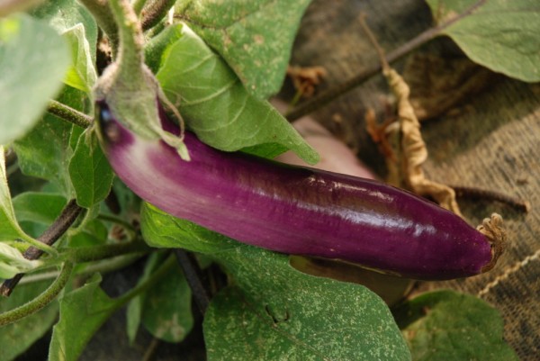 Ping Tung, Aubergine